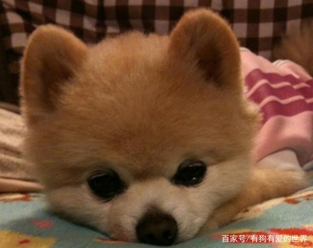 猫咪日常如何清洁皮炎